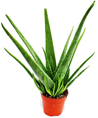 Exotenherz - Aloe vera - ca. 4-5 Jahre alt - 15cm Topf