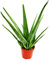 Exotenherz - Aloe vera - ca. 4-5 Jahre alt - 15cm Topf