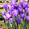 COOTO Garden 10x Krokusse Zwiebeln Krokus Blumen Zwiebel Krokusse zum Pflanzen Krokusse Zwiebeln winterhart Remembrance