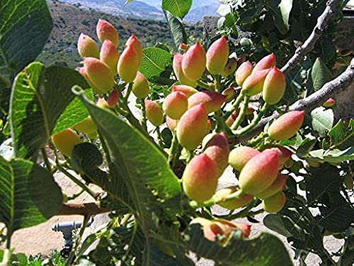 Radny 15 semillas de árbol de pistacho (Pistacia vera)