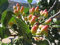 Radny 15 semillas de árbol de pistacho (Pistacia vera)