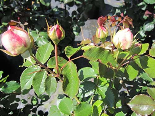 Rosa Chandos Beauty ® - Edelrose Chandos Beauty ® - Harkness Rose
