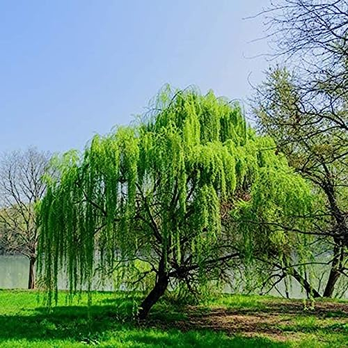 50 pcs trauerweide baum samen seltene pflanzen Weidenbaum Weidensamen weide,Salix babylonica, bäume kaufen nachhaltigkeit geschenke baumsamen kübelpflanzen geschenke garten bonsai