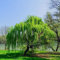 50 pcs trauerweide baum samen seltene pflanzen Weidenbaum Weidensamen weide,Salix babylonica, bäume kaufen nachhaltigkeit geschenke baumsamen kübelpflanzen geschenke garten bonsai