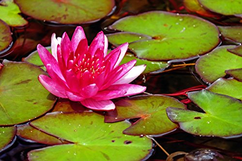 Rot Seerose 10 Samen (Nymphaea) Wasserpflanzen