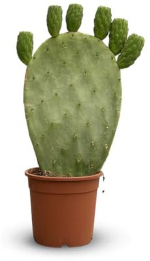 Attitude Jardin - Opuntia - cactus raquettes - 40-50 cm - ⌀ 17 cm - cactus et plantes grasses