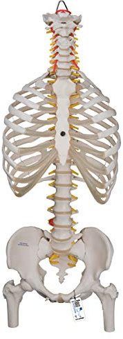 3B Scientific® Flexibles Wirbelsäulenmodell – Klassische lebensgroße Wirbelsäule mit Brustkorb & Oberschenkelstümpfen, beweglich für Anatomieunterricht + 3B Smart Anatomy App