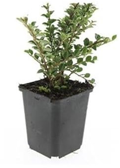 Exotenherz Bodendecker - Fächerzwergmispel - Cotoneaster horizontalis - 9cm Topf - Set mit 20 Pflanzen