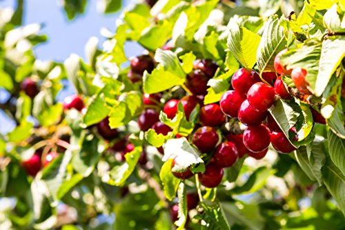 Süsskirsche als Buschbaum 40 - 60 cm