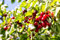 Süsskirsche als Buschbaum 40 - 60 cm