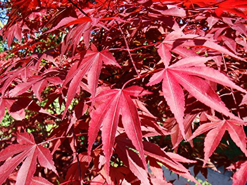 Red Japanischer Ahorn, Acer palmatum Atropurpureum, Baum Samen (30 Samen)
