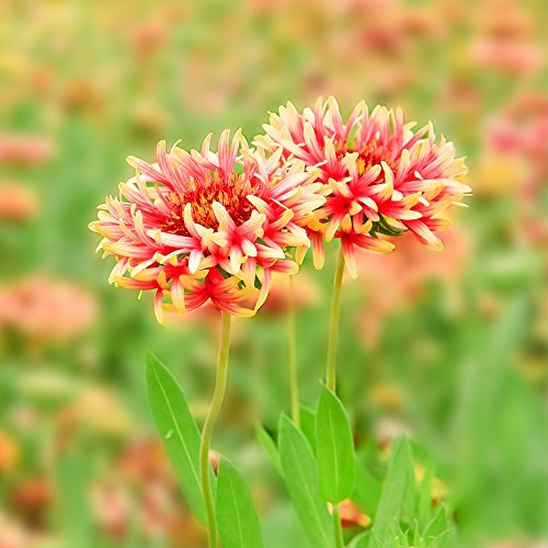 Semi di gaillardia Sundance - Gailardia pulchella - semi