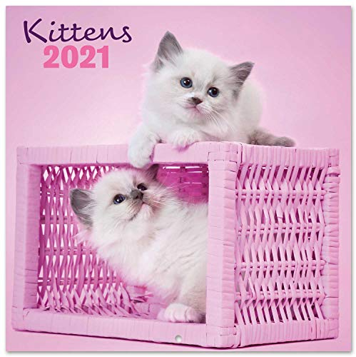 Grupo Erik Wandkalender Chantrenne Katzen - Kalender 2021 für 16 Monate CP21045 rosa