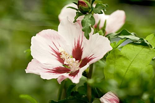 Hibiscus syriacus 'Mathilda' 60-80 cm - Gartenhibiskus, weiße Blüten mit rotem Auge, Blütezeit Juli-September, ideal für Hecken, winterhart und pflegeleicht