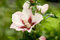 Hibiscus syriacus 'Mathilda' 60-80 cm - Gartenhibiskus, weiße Blüten mit rotem Auge, Blütezeit Juli-September, ideal für Hecken, winterhart und pflegeleicht