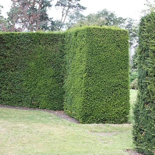 25 x Taxus Baccata 30-40cm Wurzelnackt - Gemeiner Eibe, Hecken oder Topiary | Langsames Wachstum, Immergrünes Laub, Dekorative Rote Beeren