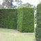 25 x Taxus Baccata 30-40cm Wurzelnackt - Gemeiner Eibe, Hecken oder Topiary | Langsames Wachstum, Immergrünes Laub, Dekorative Rote Beeren