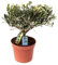 Árbol de Olivo |Talla Mini| DECOALIVE | Planta Natural