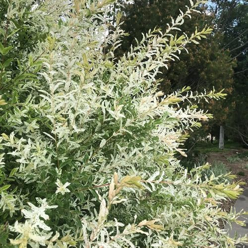 150 Pcs Harlekinweide Busch Samen - Pflanzen Samen, Bäume Pflanzen Harlekinweide Baum Samen, Bäume Kaufen, Zimmerbonsai Bonsai, Bonsaibaum Bio Samen Alte Sorten, Baum Pflanzen Topfpflanzen
