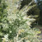 150 Pcs Harlekinweide Busch Samen - Pflanzen Samen, Bäume Pflanzen Harlekinweide Baum Samen, Bäume Kaufen, Zimmerbonsai Bonsai, Bonsaibaum Bio Samen Alte Sorten, Baum Pflanzen Topfpflanzen