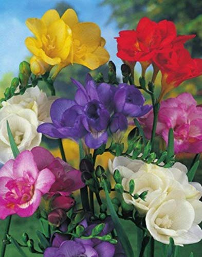 Freesien Gefüllte Mischung Duftend Blumenzwiebeln (25 Blumenzwiebeln)