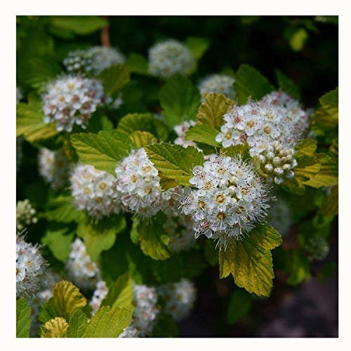 100 Photinia Serrulata Rosaceae Semi ~ giardino di Chris