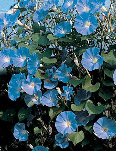 IPOMEA BLU NR. 50 SEMI