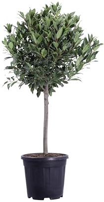 eGarden.store - Pianta vera di Alloro Laurus Nobilis Alberello - Altezza pianta: 110 cm Dimensione vaso: 30 cm -Pianta ornamentale fioritura primaverile bacche nere da esterno