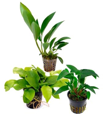 Assortimento 3 Anubias mix piante vive decorative a foglia larga verde a crescita lenta di facile coltivazione per acquari di acqua dolce e laghetti longeve e resistenti