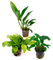 Assortimento 3 Anubias mix piante vive decorative a foglia larga verde a crescita lenta di facile coltivazione per acquari di acqua dolce e laghetti longeve e resistenti