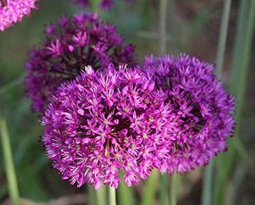 Blumenhandel Ullrich 25 Allium Purpel Sensation Zierlauch Blumenzwiebeln