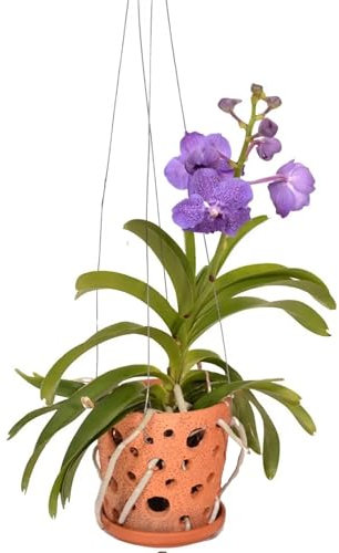 Plant in a Box - Vanda 'Botanica' im Terrakotta-Hängetopf - Orchidee - Blau - ⌀12cm - Höhe 50cm