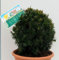 Kugelschnitt Eibe Westerstede 25-30cm - Taxus baccata