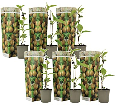Plant in a Box - Actinidia deliciosa 'Jenny' - 6er Set Kiwibeeren - Winterhart - Topf 9cm - Höhe 25-40cm