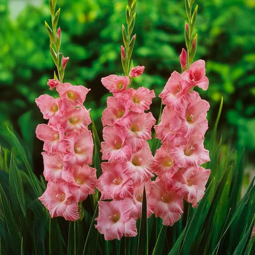 GLADIOLEN Zwiebeln | Zwiebeln von den besten niederländischen Züchtern | Exklusive Auswahl und Qualitätskontrolle | Blüte garantiert ab dem ersten Jahr (10 Rosa Gladiolen)