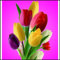 Tulpen zwiebeln,winterharte pflanzen,pflegeleicht,in verschiedenen Farben erhältlich,voller Vitalität,duftend,geeignet für Gärten,tulpenzwiebeln winterhart mehrjährig rosa.-25zwiebeln-B