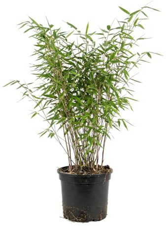 Bloomique - Fargesia nitida Gansu - Bambuspflanze - Nicht invasiv - Winterhart - Immergrün - Heckenpflanze - Gartenpflanze - Höhe 50-70 cm - Topf 17 cm