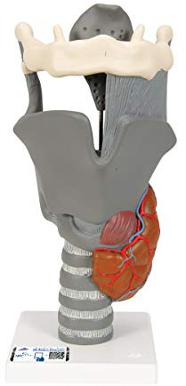 3B Scientific® Funktionsmodell Kehlkopf – 2,5-fache Größe, anatomisches Replikat mit beweglichen Teilen für Sprach- & Anatomie-Studium + 3B Smart Anatomy App, Beige