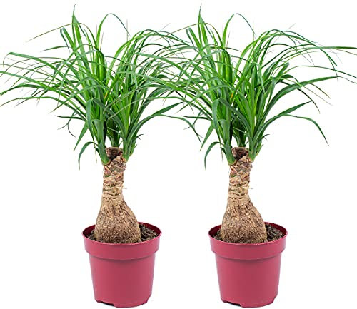 Bloomique - 2er Set - Beaucarnea Recurvata - Elefantenfuß - Zimmerpflanzen - Sehr Pflegeleicht - Luftreinigend - Höhe 30-40 cm - Topf 12 cm