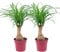 Bloomique - 2er Set - Beaucarnea Recurvata - Elefantenfuß - Zimmerpflanzen - Sehr Pflegeleicht - Luftreinigend - Höhe 30-40 cm - Topf 12 cm