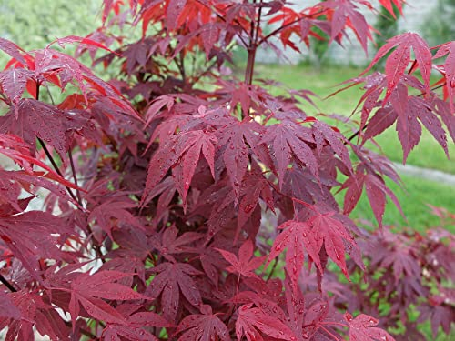 15 Samen Roter Fächerahorn Acer palmatum atropurpureum Bonsai Zierbaum Garten
