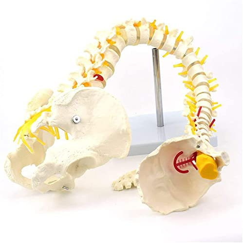 UIGJIOG 78Cm Human Spine Model Life Size Spine Anatomy Model Super Flexibles Wirbelsäulenmodell Mit Becken- Und Femurköpfen