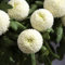 Semi Di Piante Di Crisantemo 400 Semi Di Fiori Bianchi Regalo Semi Di Prato Di Fiori Semi Di Piante Di Crisantemo Piante Resistenti Per Giardino Giardino Regalo