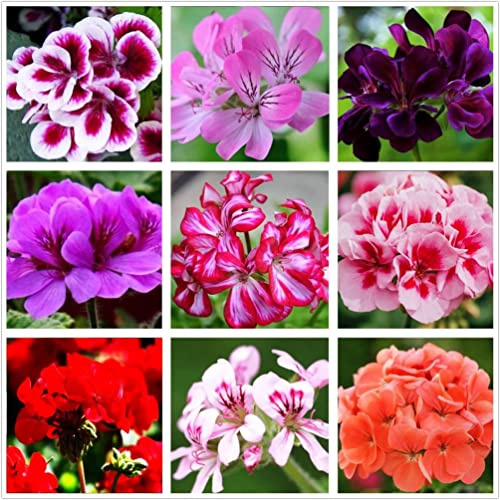 Geranium Mix 50+ Seeds Flowers Planting for Outdoor Indoor