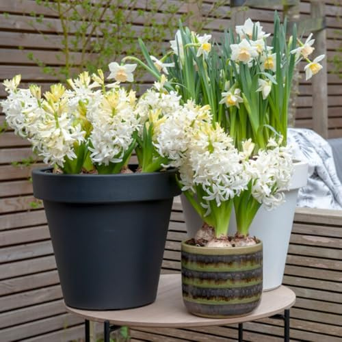 Hyacinth 'Snow Crystal' – Fragrant Double White Hardy Perennial Bulbs for Indoor & Outdoor Spring Blooms, 5 Bulbs, by Thompson & Morgan