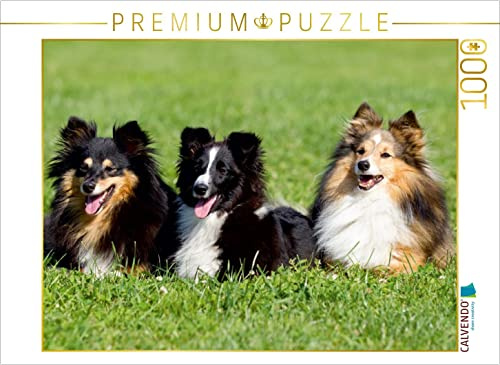CALVENDO Puzzle Sheltie | 1000 Teile Lege-Größe 64 x 48 cm Foto-Puzzle für glückliche Stunden