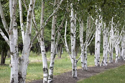 Betula utilis 60-100 cm - Himalaya-Birke, weiße Rinde, ideal für Einzelstellung, winterhart, pflegeleicht