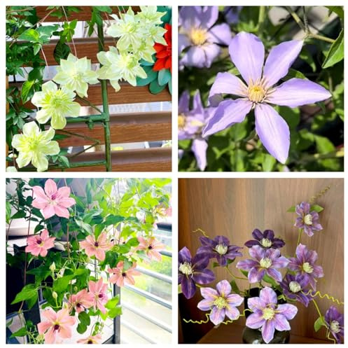 Clematis Plants UK-Perennial,Professional for Brilliant Garden Displays-3 Bulbs-C