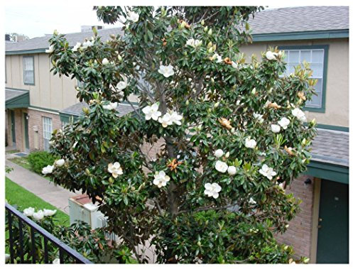 5 graines Southern Magnolia Magnolia grandiflora Fragrant Evergreen CombSH M54
