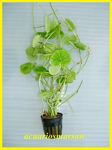 Desconocido Planta DE Acuario. HYDROCOTYLE LEUCOCEPHALA.